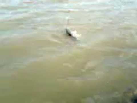 Crap 6,6 Kg la Balta Valea Mare