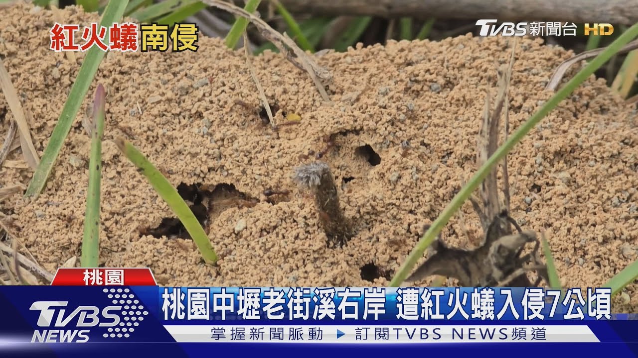 小心「紅火蟻」咬一口恐致命!千處蟻窩現蹤桃園「這一區」