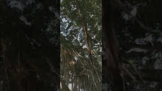 Download lagu Sungai estetik di Kali Ngulu Kidul Pracimantoro - Wonogiri mp3 Download lagu Sungai estetik di Kali Ngulu Kidul Pracimantoro - Wonogiri mp3