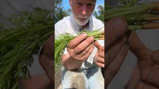 Grow straight carrots with this tip! #carrots #carrotrootfly #thinningcarrots #gardening