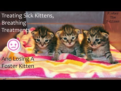 Sick Kittens Breathing Treatment, Update & Loss - Home Treatment - Foster kitten Litter #22