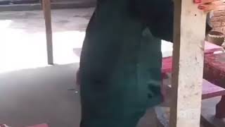 Download lagu OMG jirayut cute banget main tik tok nya 😘 mp3