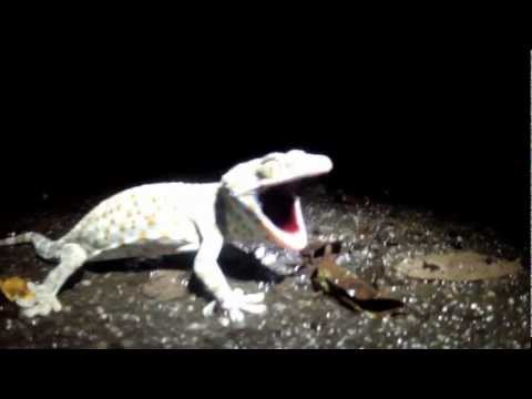 tokay gecko in thailand barking