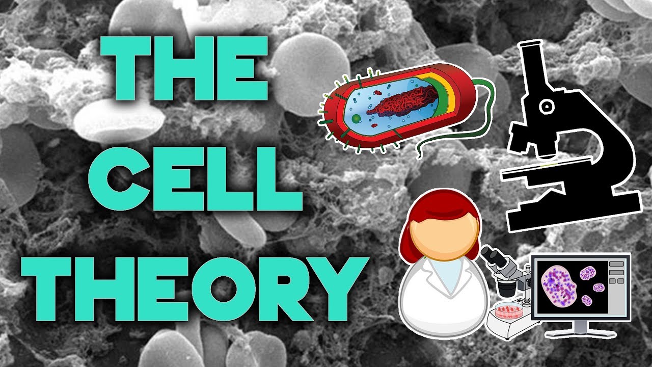 The Cell Theory | Complete Breakdown in 8 Minutes | Bio 101 | STEMstream