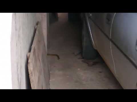 cobra se aproximando do carro