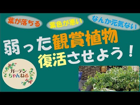 冬に私のトゥジャが茶色になるのはなぜですか、原因と解決策は何ですか