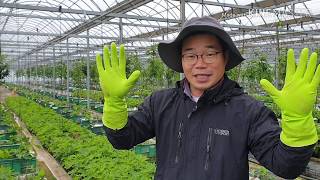 무화과 순고르기 fig tree pruning