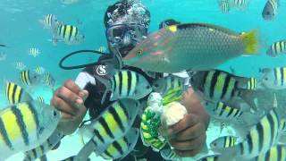 preview picture of video 'Scuba Diving at Kavaratti, Lakshadweep Island by Sujith'