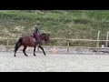 Gelding Selle Français For sale 2021 Bay