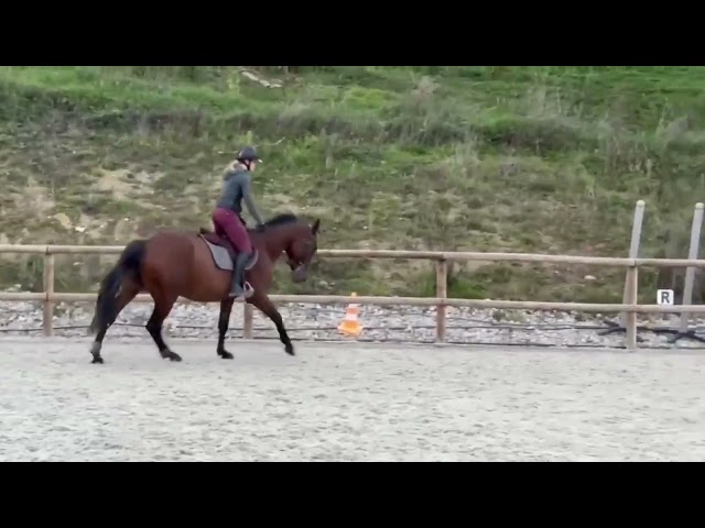 Gelding Selle Français For sale 2021 Bay