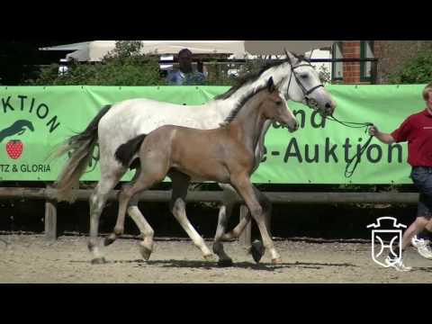 36 Stutfohlen von Cascadello I - Cassini I - Corrado I