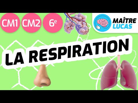 La respiration CM1 - CM2 - 6ème - cycle 3 - Sciences et technologie