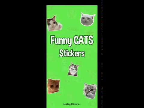 Cat Memes Stickers WASticker video