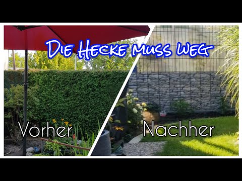 The old thuja/arborvitae hedge has to go | We're putting up a new fence!