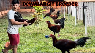 Download lagu Activity in the cage‼️ move all females to the unbaran cage again‼️ mp3