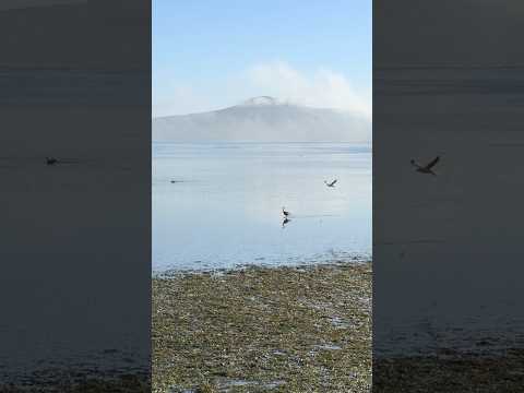 Heron walking at the beach #bird #birdwatching #foggydays  #birdlovers