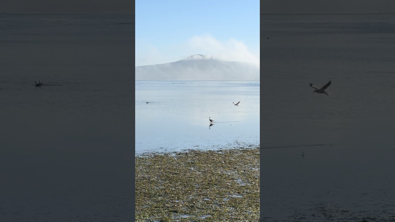 Heron walking at the beach #bird #birdwatching #foggydays #birdlovers
