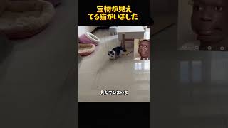 宝物が見えてる猫がいました  #猫 #ねこ #猫動画 #猫好き #かわいい猫 #面白い猫 #もちもち猫 #にゃんこ #癒し動画 #ペット動画 #Cats