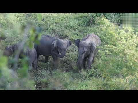 Cute Little Hati - The Elephant Rhyme | Bengali Rhymes for ...