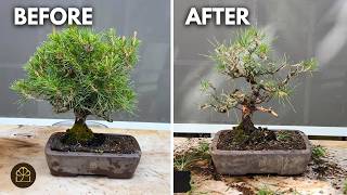Bonsai Technique: How to Prune a Small Japanese Black Pine Bonsai Properly