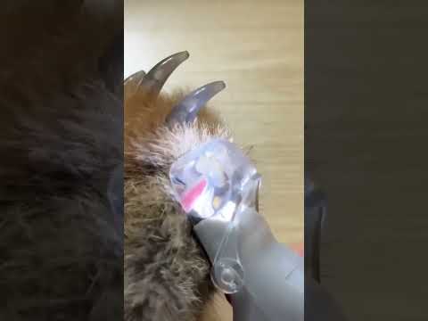 🐱Give your fur baby a paw-dicure!