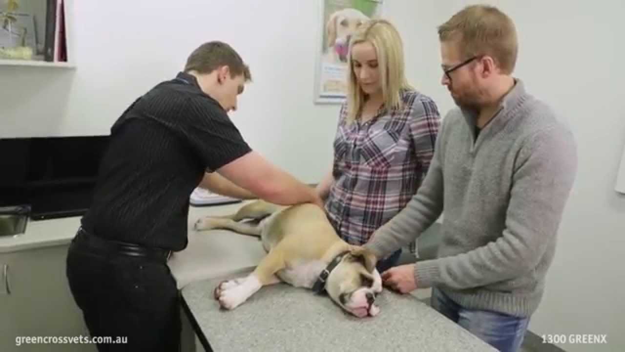 Greencross Vets - Protecting your pet from paralysis ticks