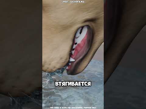 🐶💦 Почему собаки «едят» воду, а не пьют 🤯#short