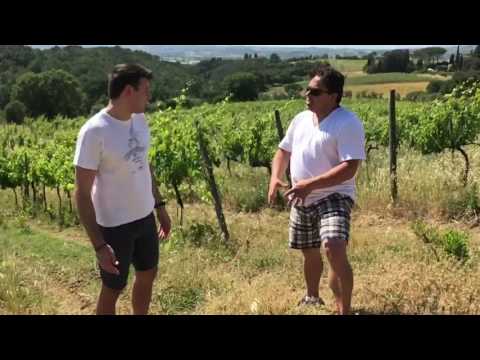 Fattoria Petrognano: in Montelupo Fiorentino of Chianti