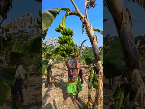 How bananas are cut, food (episode 2419) 😱 #food #shorts #short #banana #foryou #fruit