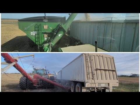 Mike's turn to grain cart & truck! 🤪