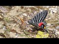 The Bhutan Glory (Bhutanitis lidderdalii) butterfly mud-puddling in the Himalaya