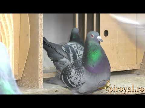 Petrache Florin- Multiplu Campion National