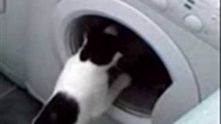Cat washing - wash day blues - Joyce Seamone Wash Day Blues