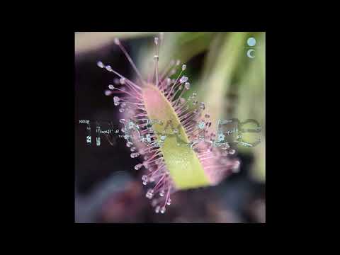 PREMIERE: Roaming Data - 106 Regulate [Nehza Records]