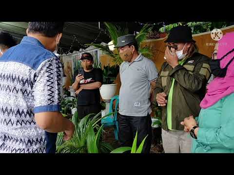 pameran EXPO tanaman hias GORONTALO 2021