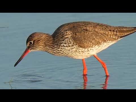 Recorrido cuatro municipios - Reserva Natural de Villafáfila (Zamora)
