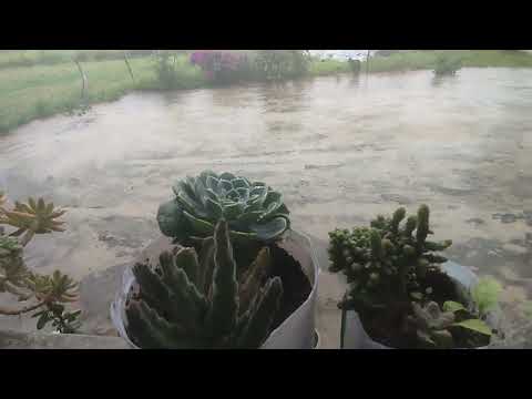 Olha como o dia amanheceu aqui no sítio cachorro de Caetés Pernambuco.