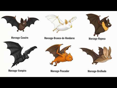 Cada Tipo de Morcego Explicado em 8 minutos (Part 1)