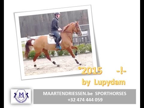 220101 *New*  6,5yo by Lupidam