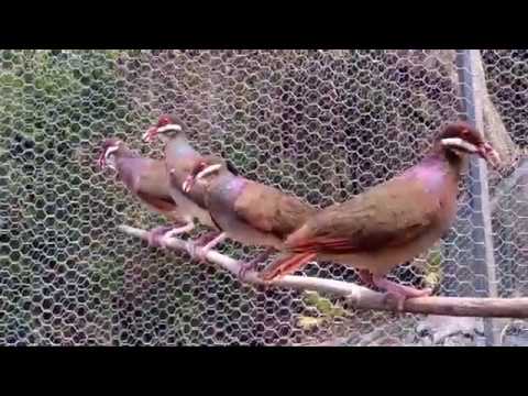 Bridled quail-dove Geotrygon mystacea