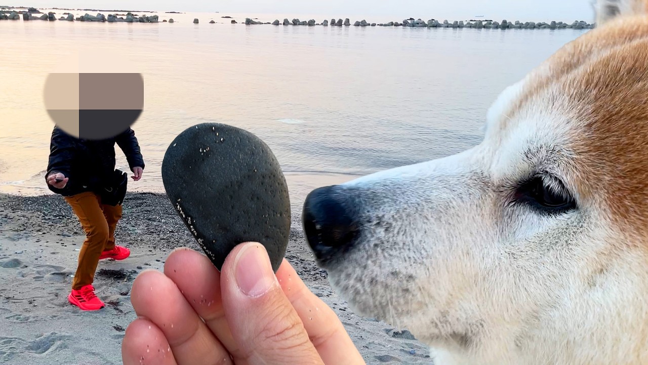 水切り大会に参戦するも、選び抜かれた石より自分の頭が丸くて恐縮してしまう柴犬