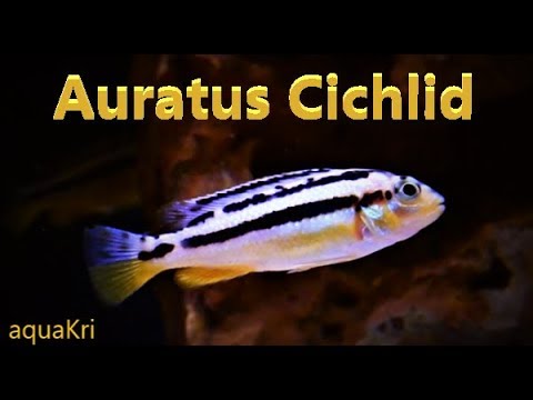 Auratus cichlid — care a tank set-up guide pre agresívneho mbuna