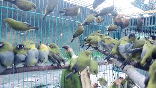 Download lagu SUARA PLECI KOLONI TERAPI PLECI. mp3 Download lagu SUARA PLECI KOLONI TERAPI PLECI. mp3
