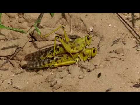 Locusts ravage Somalia's farmland, threaten food supply
