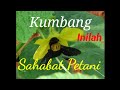 Mendadak Tani Bag 005 PERHATIKAN Kumbang Sahabat Petani Proses Penyerbukan Tanaman Oleh Kumbang