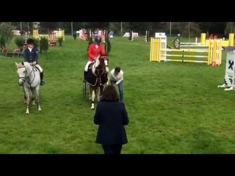 148cm Irish Showjumping Pony