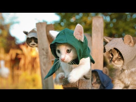 Russische Katzenkinder-Ninjas [Video aus YouTube]