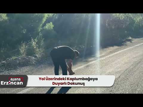 Yol Üzerindeki Kaplumbağaya Duyarlı Dokunuş