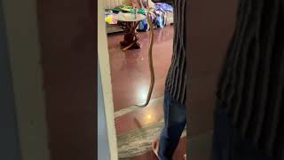 Download lagu cobra rescue #trending #snake #cobra #viralvideo #youtubeshorts #bgm #music mp3