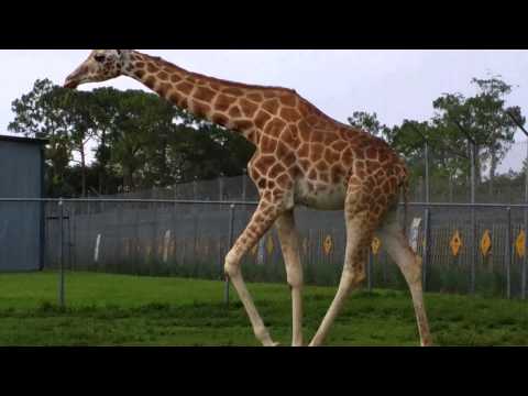 Happy Birthday Elissa 6/21/2014